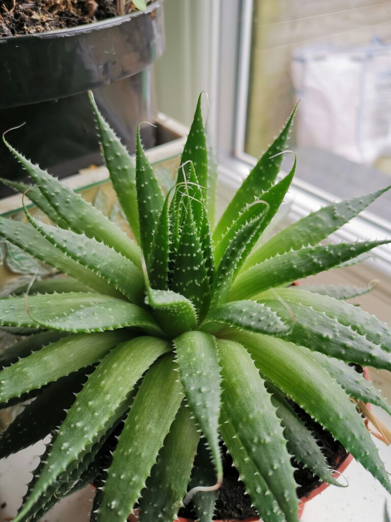 Aloe Vera växt